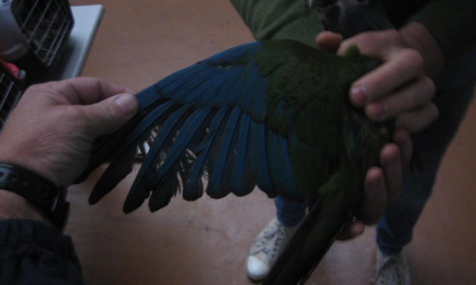 2016-10-5-731059625r16_priloha13_Ara Šedolící4.JPG